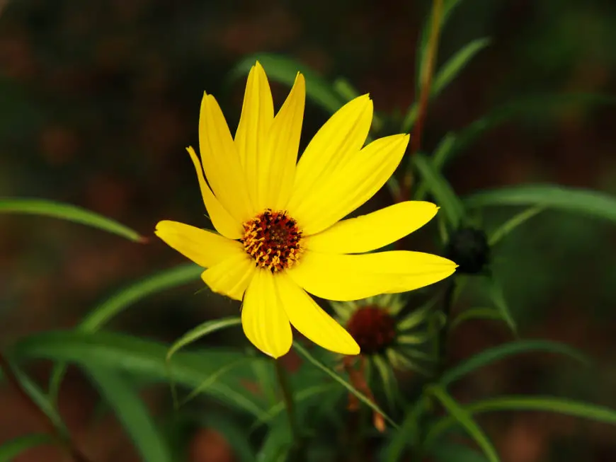 Willow-leaved sunflower