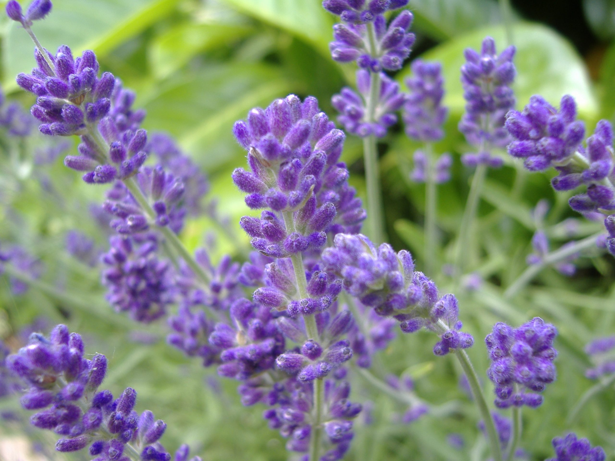 Lavender (Lavendular)