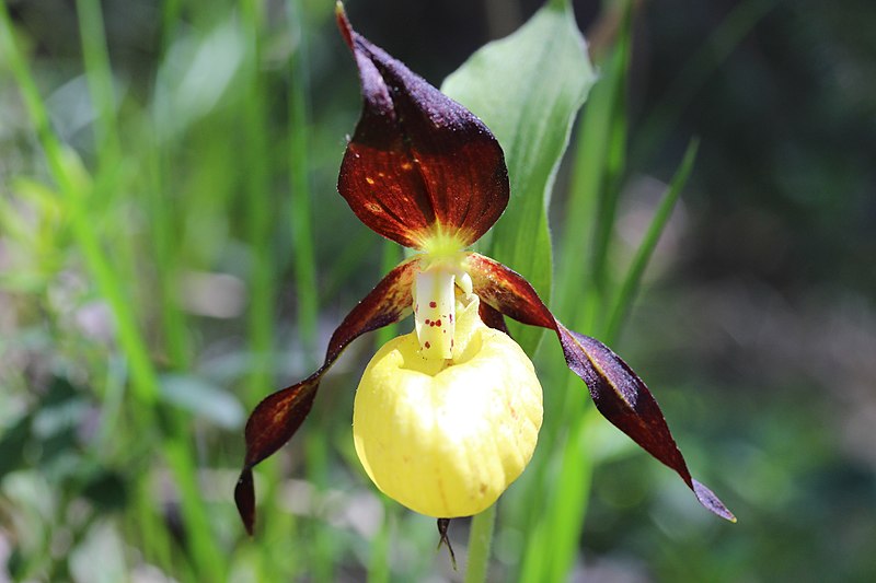 Slipper Orchid (Paphiopedilum)