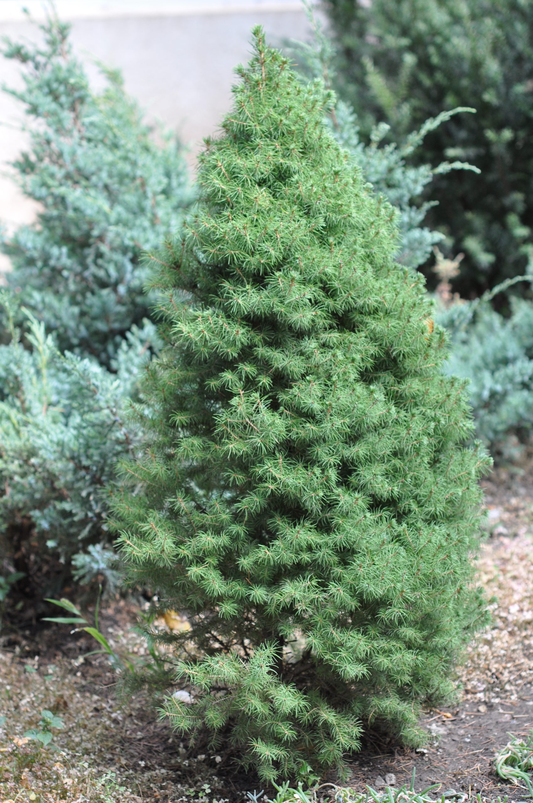 Dwarf Alberta Spruce (Picea glauca)