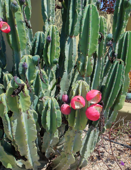 Peruvian Apple Cactus (Cereus peruvianus)
