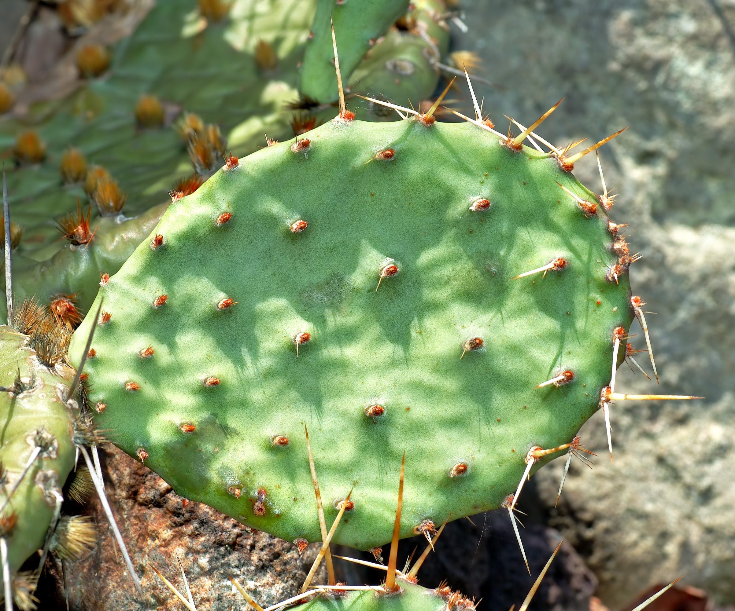 Prickly Pear Cactus (Opuntia compressa)