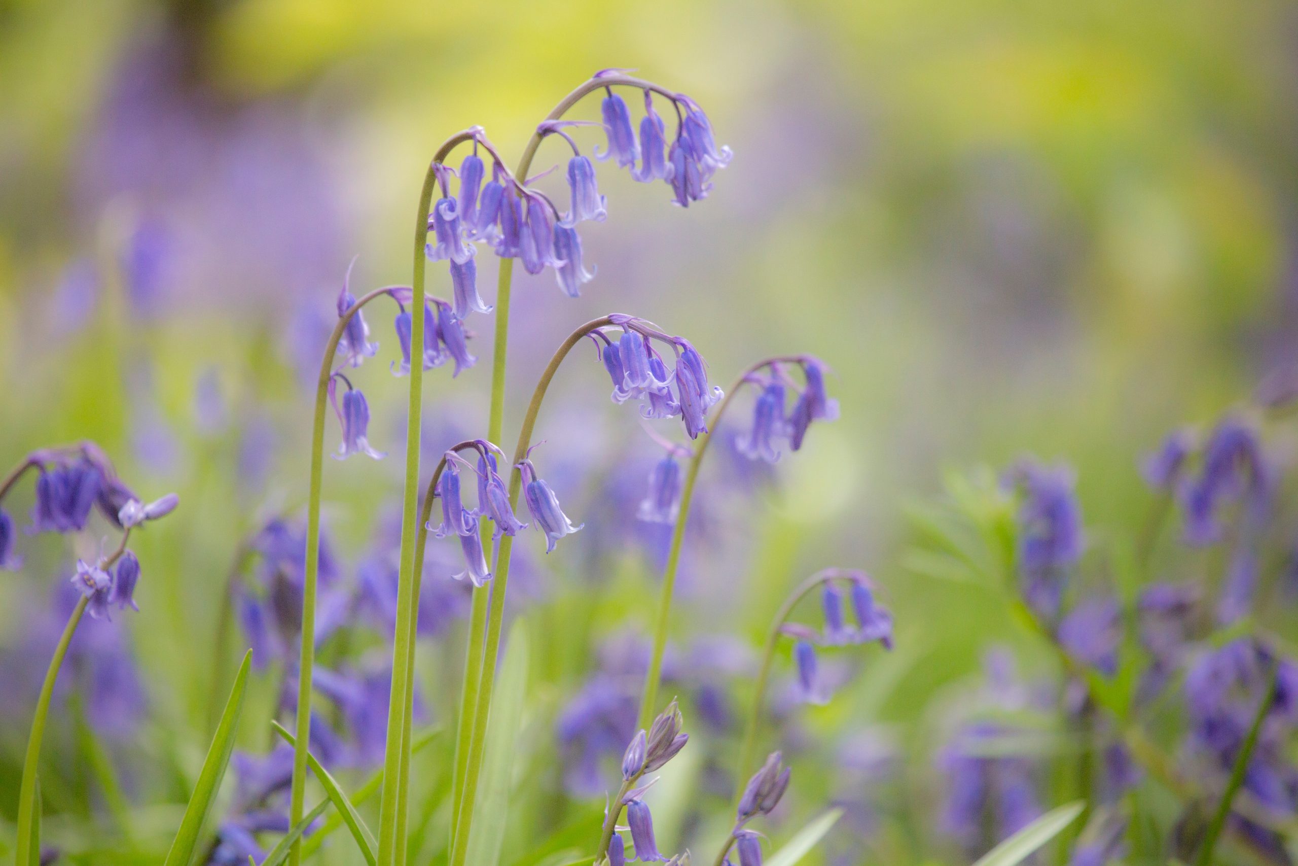 Bluebells Flowering