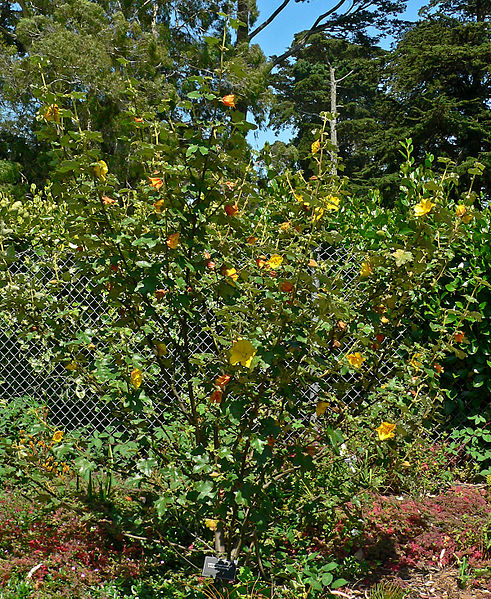 Flannel Bush (Fremontodendron californicum)