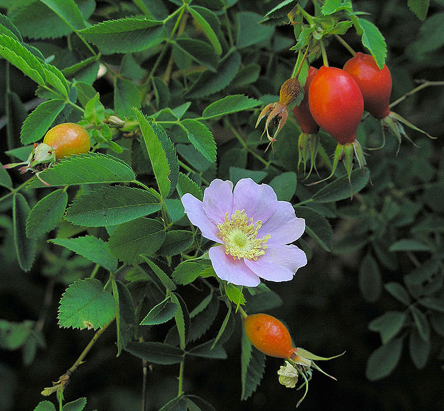 California Wild Rose (Rosa californica)