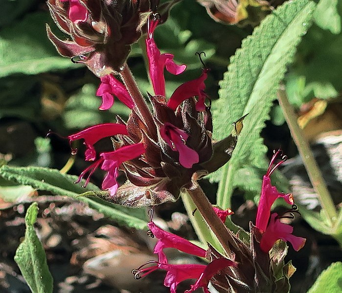 Hummingbird Sage (Salvia spathacea)