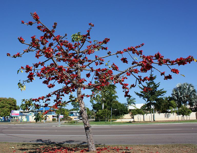 Red Silk-Cotton Tree (Bombax ceiba)
