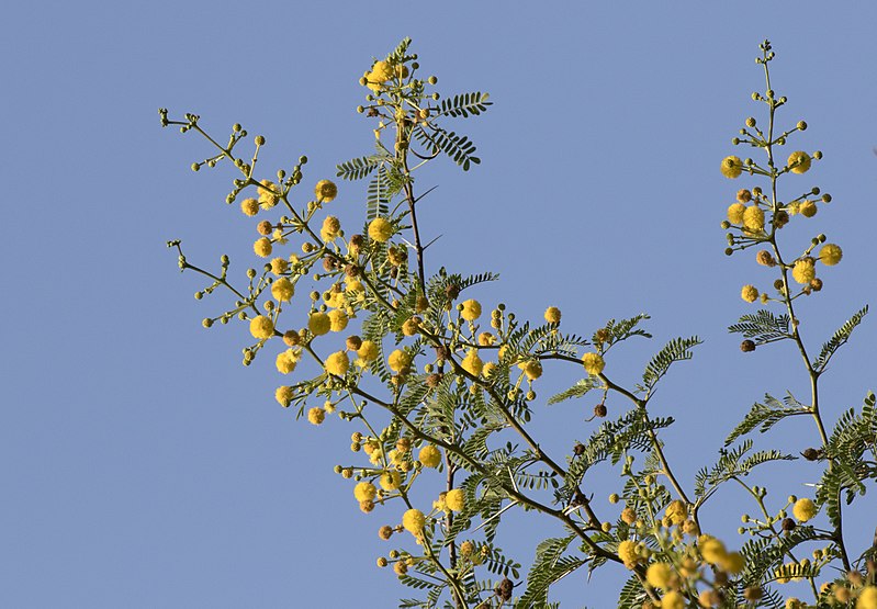 Sweet Acacia (Vachellia farnesiana)