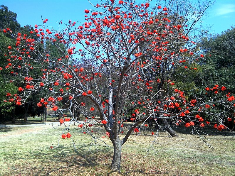 Coral Tree (Erythrina)