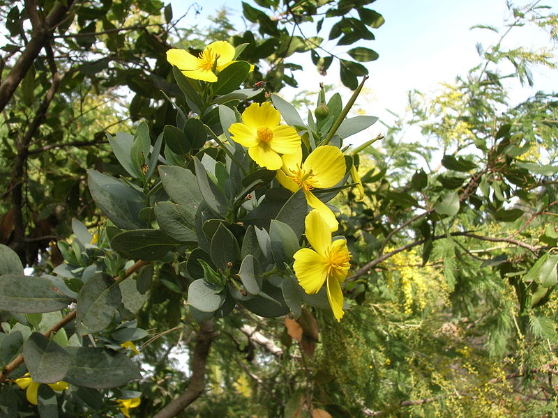 Channel Island Tree Poppy (Dendromecon harfordii)