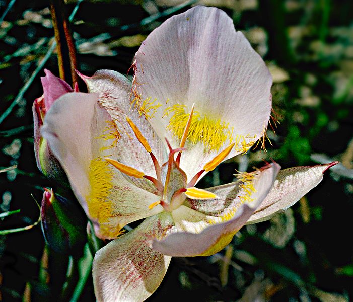 Mariposa Lily (Calochortus spp.)