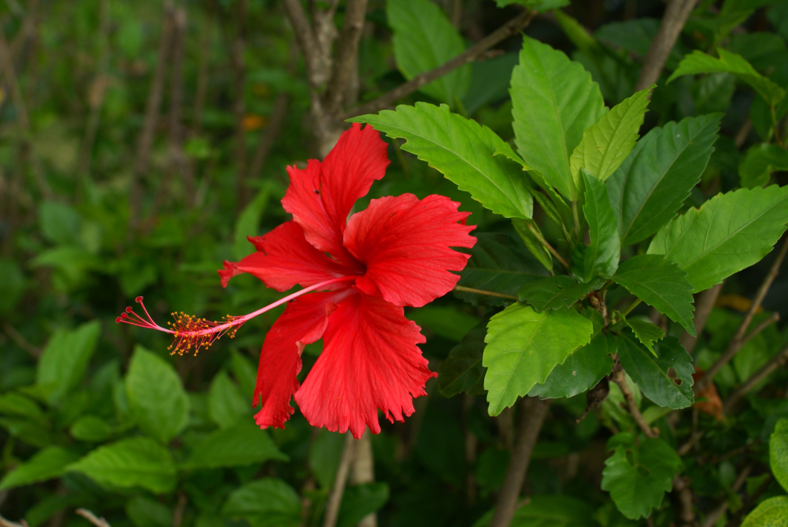 Hibiscus (Hibiscus rosa-sinensis)