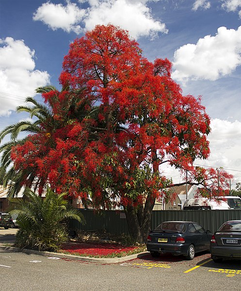 Illawarra Flame Tree (Brachychiton acerifolius)