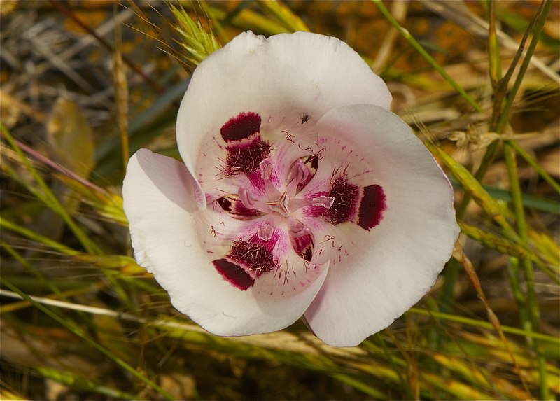 Mariposa Lily (Calochortus)
