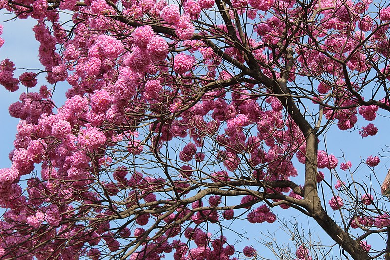 Pink Trumpet Tree (Handroanthus impetiginosus)