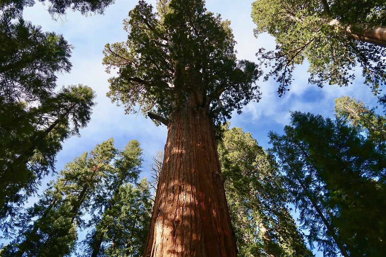 Giant Sequoia and Coastal Redwood (Sequoiadendron giganteum, Sequoia sempervirens)