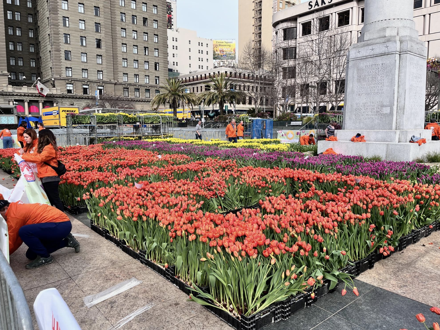 Volunteers setting up San Francisco Tulip Day 2024